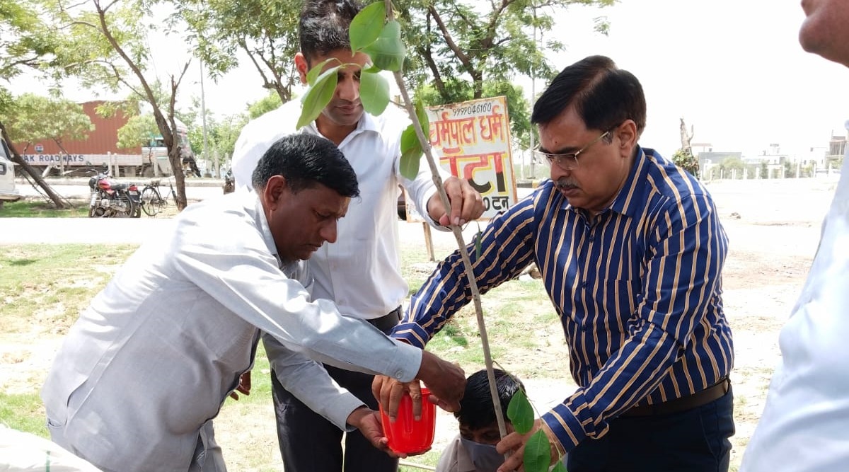 Under the supervision of Ashok Arora, General Manager (Projects), a team of horticulture department officials planted the tree saplings in Ecotech-6, Expressway, and NRI City. (Express)