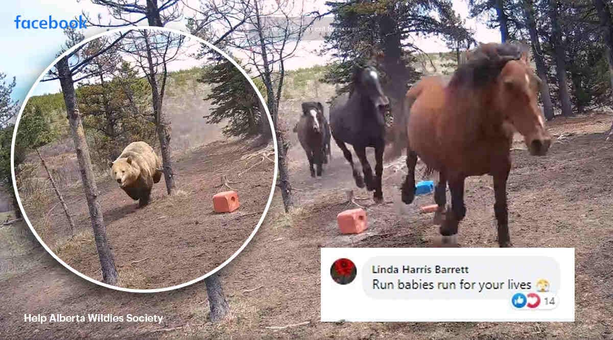 Grizzly bear chases wild horses. Watch video Trending News The
