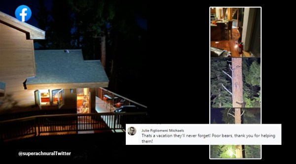 bear enters Airbnb, bear, bear enters house, bear photos, California, US, indian express