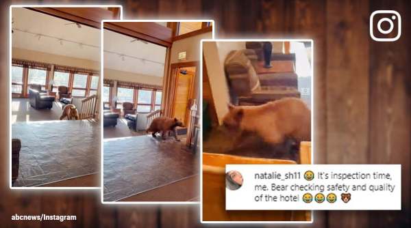 bear in hotel lobby, bear videos, bear, receptionist shocked to see bear, bear wanders in hotel, Colorado, indian express