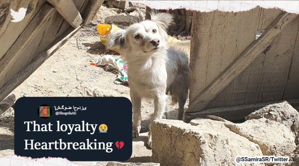 Afghanistan earthquake, dog search for lost loved ones, earthquake, dog left alone, Afghanistan, indian express