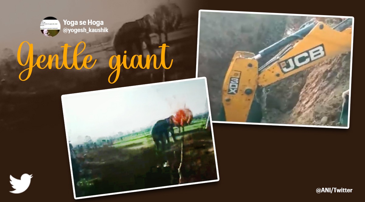 elephant rescue from ditch, elephant rescue, Jharkhand, Hulu, excavator, elephant video, indian express