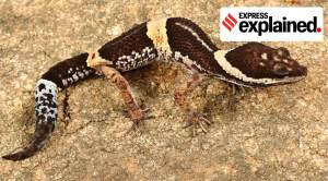 New research: Gecko found in Andhra, Odisha turns out to be a new species
