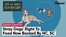 Stray dogs’ right to food now backed by HC, SC