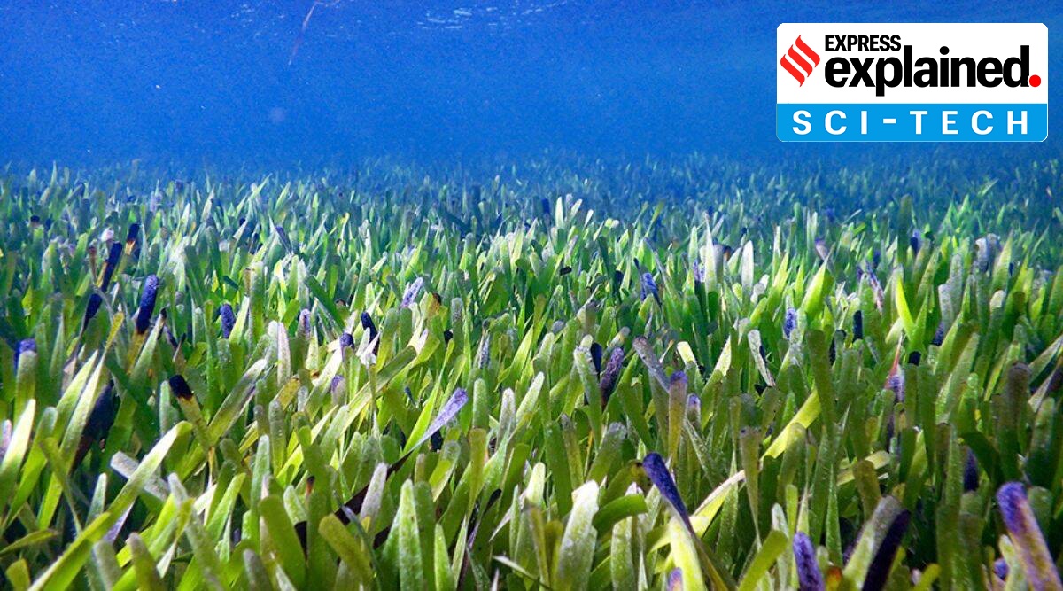 The seagrass Posidonia australis. (Image credit: Rachel Austin/UWA)