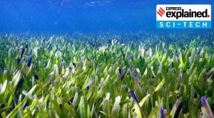 Explained: Which is the largest plant in the world, spread over 20,000 football fields?