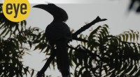 Grey hornbill -1200 Hornbill, bird, grey horn bill, Sanjay Gandhi National Park, yellow bills, sunday eye, eye 2022, ranjit lal column, indian express news