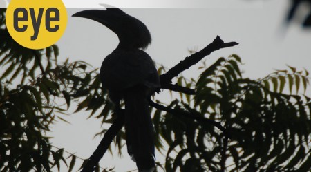 Hornbill, bird, grey horn bill, Sanjay Gandhi National Park, yellow bills, sunday eye, eye 2022, ranjit lal column, indian express news