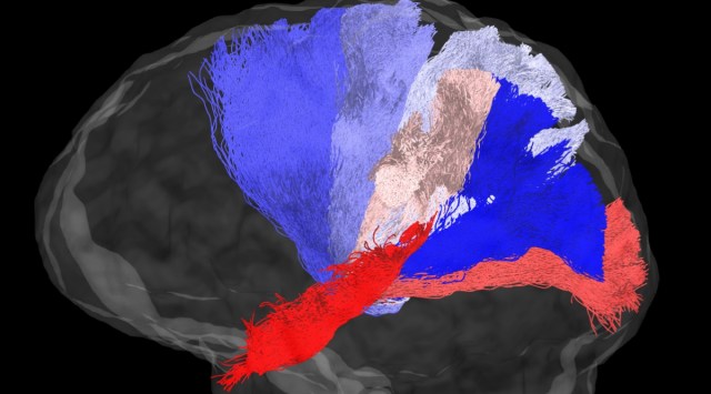 This improved algorithm, ReAl-LiFE, was also able to predict how a human test subject would behave or carry out a specific task. (Photo: IISC)