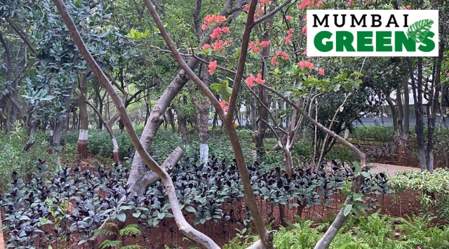 The park is an extension to Kishore Kumar Baug and was inaugurated by tabla maestro Zakir Hussain in 2017. (Express Photo)