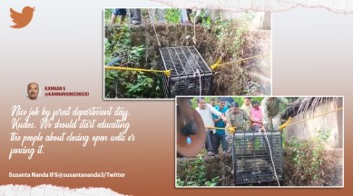 leopard rescue, leopard video, leopard rescue in Maharashtra, leopard falls in well, leopard, indian express