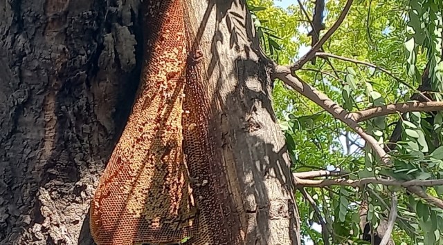 The damaged beehive on a broken tree branch at Sector 17-18 light point 