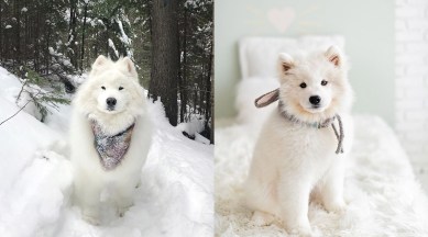 Maverick (right) was cloned from Menley (left) by ViaGen Pets. (Image credit: Bonnia Tam / Instagram)