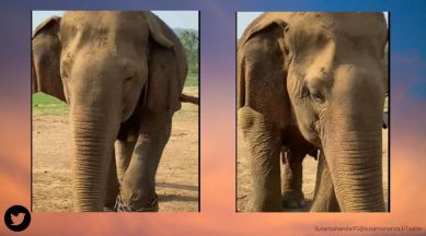 oldest elephant, elephant, elephant at 105, Panna, Madhya Pradesh, elephant video, indian express