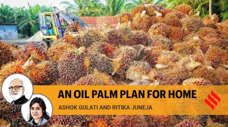 Ашок Гулати и Ритика Джунжа пишут: «Пальмовое масло для дома».