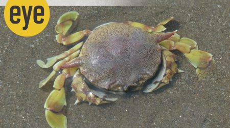 The speckled swimming crab (Credit: Ranjit Lal)