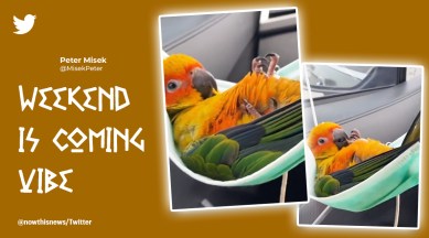 parrot on facemask, parrot lying on facemask, makeshift hammock, parrot video, mask, indian express