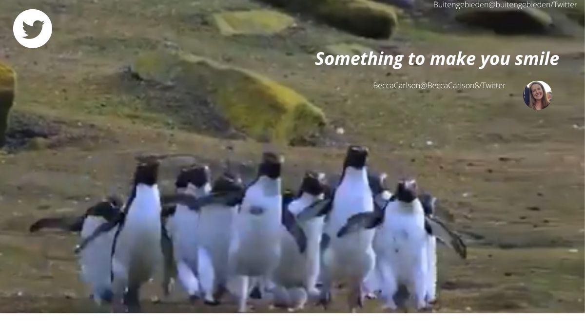 Los internautas no pueden dejar de emocionarse por el clip que muestra a los pingüinos ‘persiguiendo una mariposa’