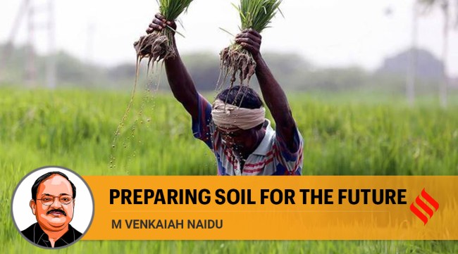 A key element of sustainable food production is healthy soil because nearly 95 per cent of global food production depends on soil. The current status of soil health is worrisome. (Express/File)