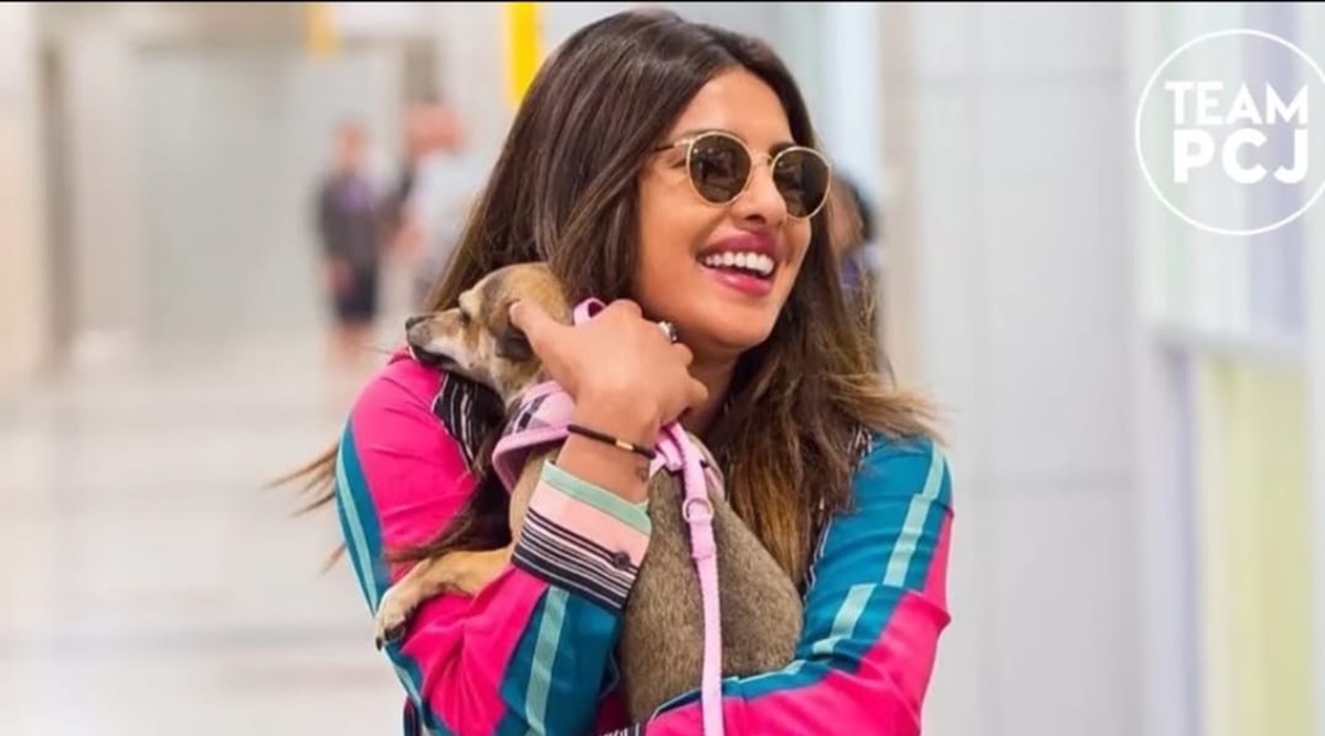 Is Priyanka Chopra's Dog the Most Fashionable Pet in Hollywood