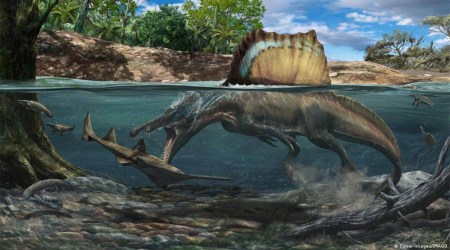 A spinosaurus is pictured here, about to attack prey in water.
