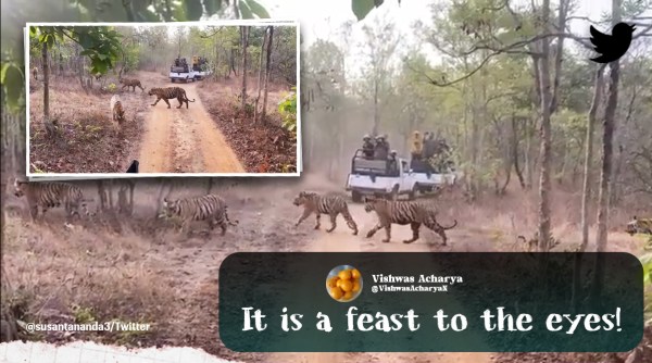 tiger video, six tigers crossing mud road, tigress and five cubs, tiger, tiger population, indian express