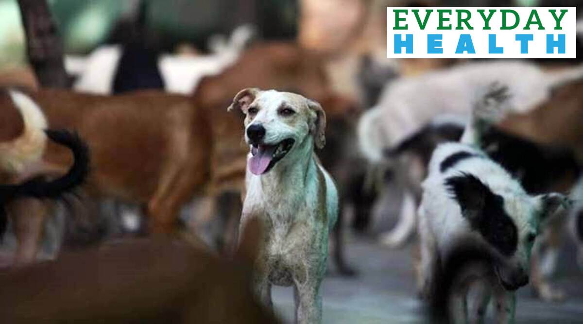 The virus that causes Covid-19 can spread from people to animals during close contact, says the US Centre for Disease Control and Prevention.