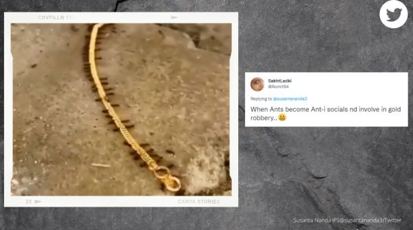 ants, gold smuggling, ants carry gold chain, indian express