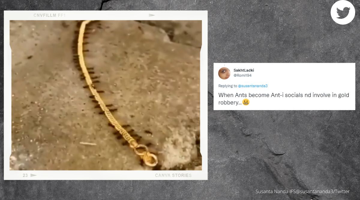 ants, gold smuggling, ants carry gold chain, indian express