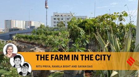 Urban agriculture can make cities sustainable and livable