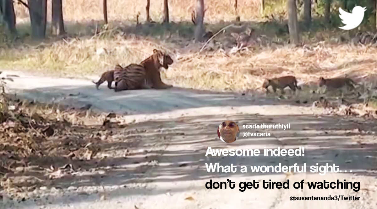 ‘Awesome moments from nature’: Watch how this tigress spends time with ...