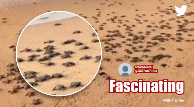 olive ridley turtles, baby turtles to sea, olive ridley Odisha, Rushikulya, olive ridley mass hatching, indian express