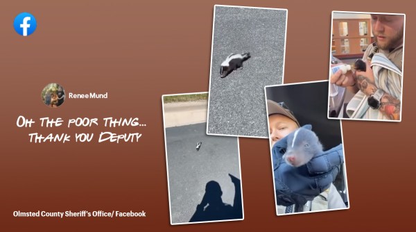 deputy sheriff rescued baby skunk, baby skunk rescued, Animal rescue video, Indian Express