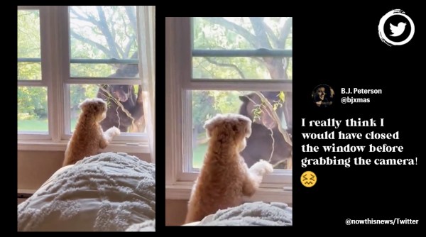 bear stared down at pet dog, bear vs dog, dog stares at bear, pet dog, dog in bedroom, dog videos, bear videos, indian express