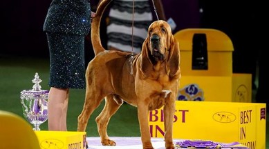 bloodhound, Trumpet the bloodhound, Westminster Kennel Club Dog Show, Trumpet the dog, Trumpet pictures, dog competition, dog show, indian express news