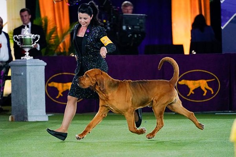 bloodhound, Trumpet the bloodhound, Westminster Kennel Club Dog Show, Trumpet the dog, Trumpet pictures, dog competition, dog show, indian express news