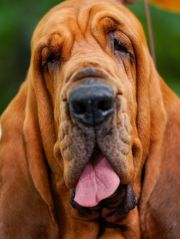 Trumpet is 1st bloodhound to win Westminster show