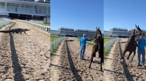alligator in track, alligator terrifies horse, horse vs alligator, alligator video, indian express
