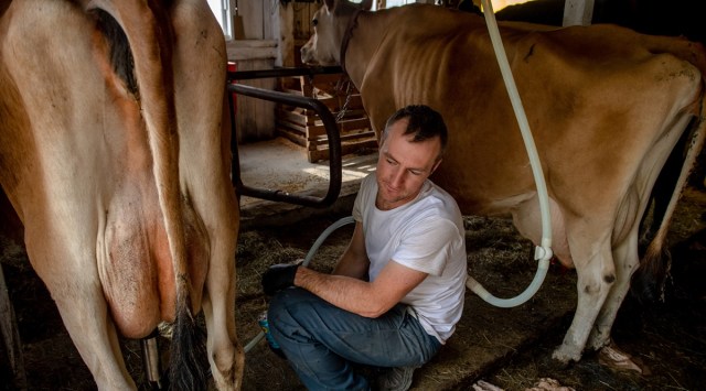 Haigh and his wife recently bought a herd of 10 Jersey dairy cows from Diane St. Clair, who for 22 years has been making the most sought-after small-batch cultured butter in the U.S., and are continuing with her small dairy’s methods. (Hilary Swift/The New York Times)