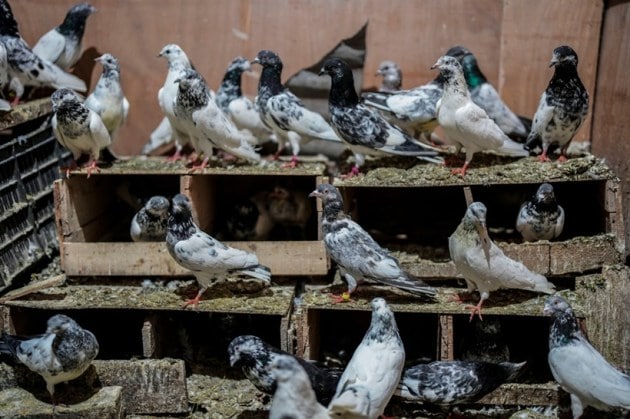 Kashmiri pigeon