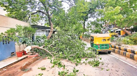 130 trees uprooted, vehicles damaged in thunderstorm