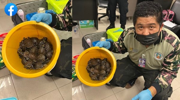 Thailand, 109 wild animals in luggage, Indian women arrested from Thailand, animal trafficking, indian express