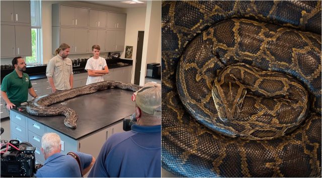 In record, Florida biologists capture nearly 100-kg Burmese python with ...