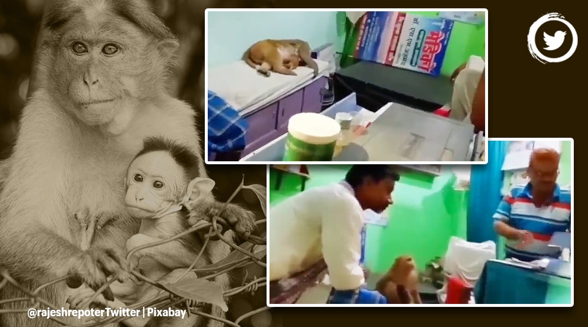 Watch: Injured monkey, its baby go to doctor's clinic in Bihar to get treated | Trending News,The Indian Express Watch: Injured monkey, its baby go to doctor's clinic in Bihar to get treated | Trending News,The Indian Express