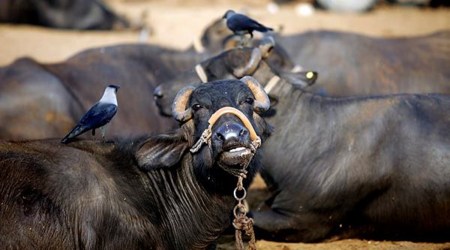 Punjab Agricultural University issues heatwave alert for livestock, crops