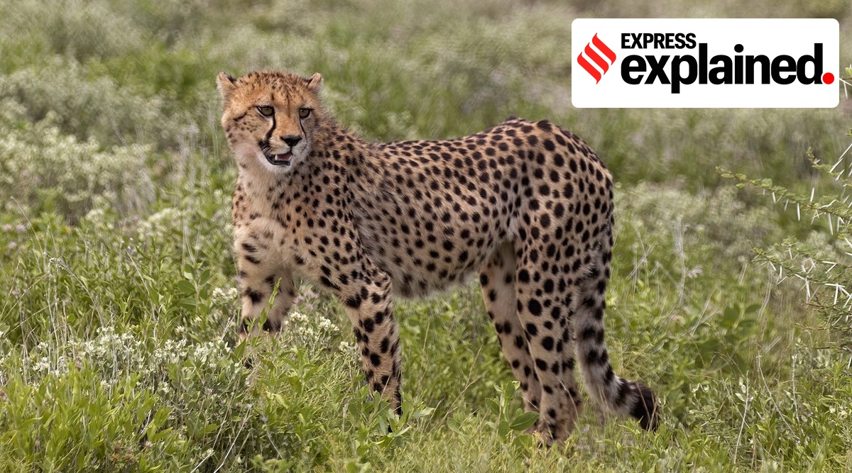 Explained: How cheetahs went extinct in India, and the plan to reintroduce  them into the wild | Explained News,The Indian Express