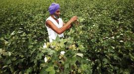 Regularly monitor cotton fields for pink bollworm, says Punjab Agricultural University