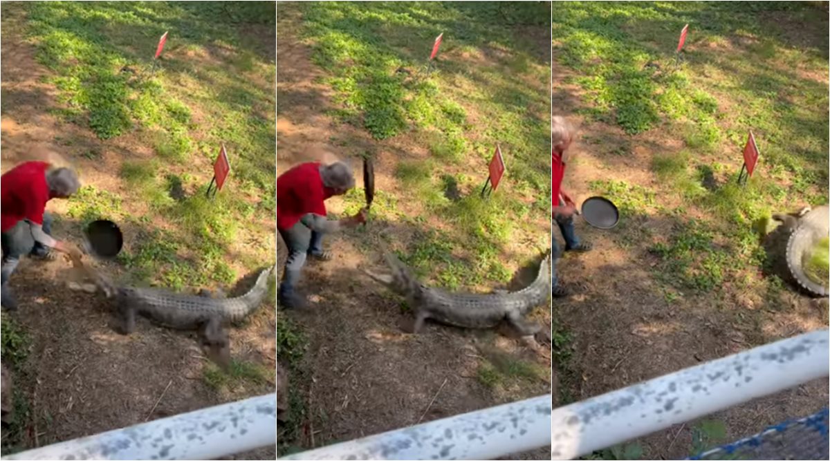 aussie man scares croc frying pan, man hits crocodile with frying pan, man use pan to fight crocodile, australia crocodile, crocodile human fight videos, indian express