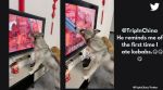 Dog licks screen for meat, Viral dog video, Funny dog video, Dog licks TV screen showing meat, Indian Express