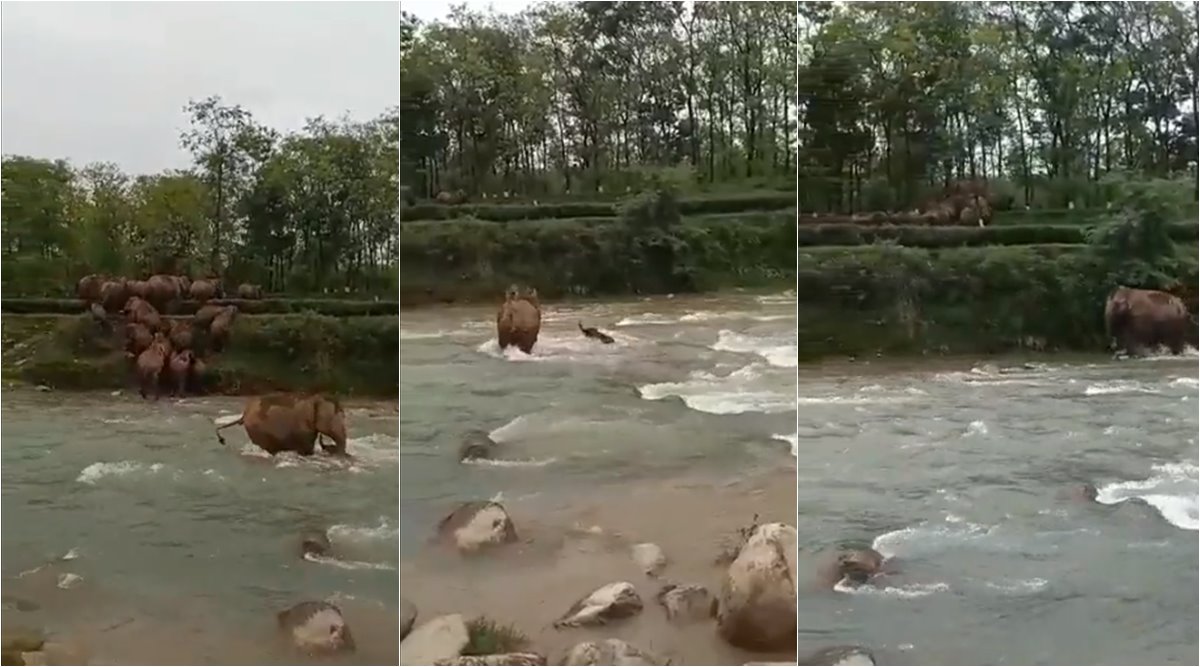 After struggling for a while the mother and calf safely crossed the river. (Source: susantananda3/ Twitter)